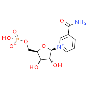 β-煙酰胺單核苷酸；NMN